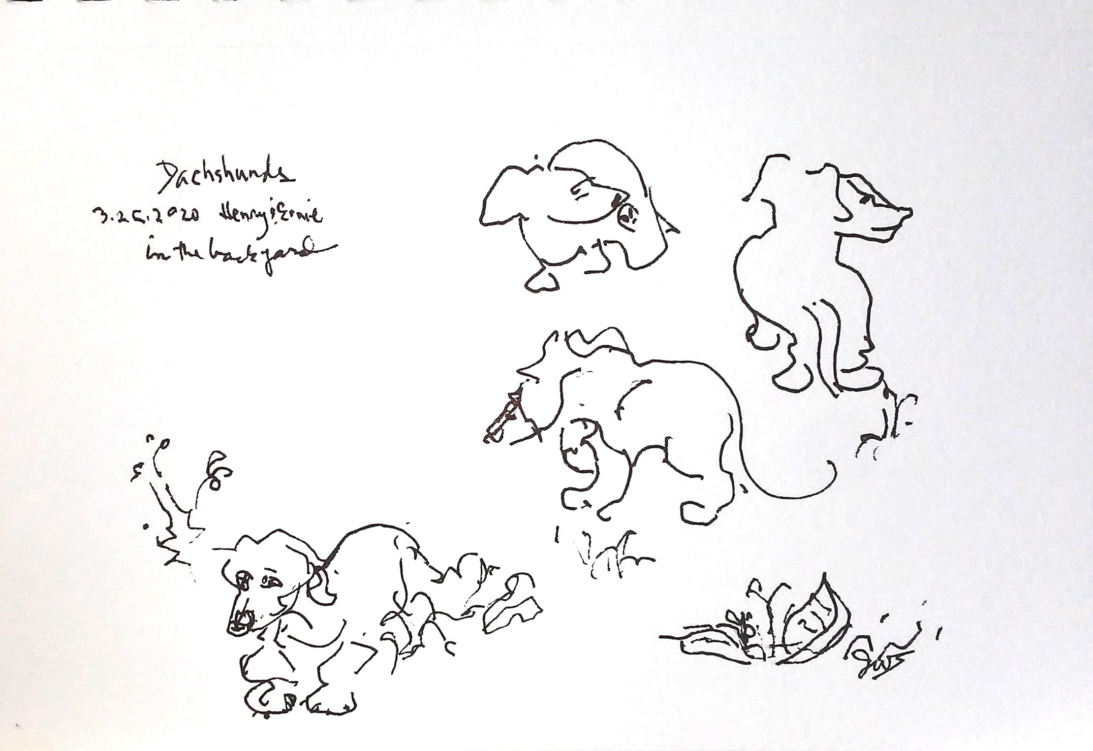 Backyard Henry and Ernie 20200325