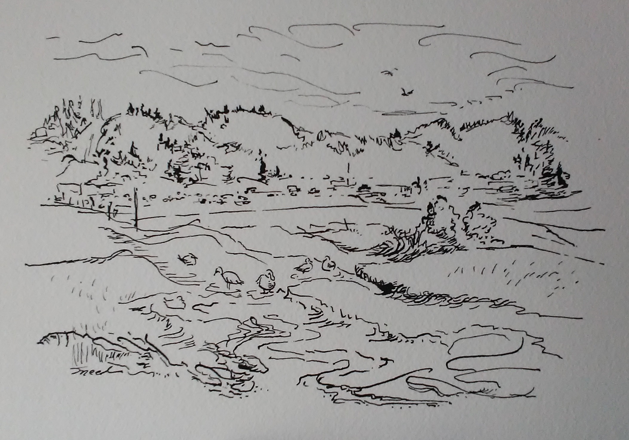 birds of meeker slough_7 in x 10 in_20190128