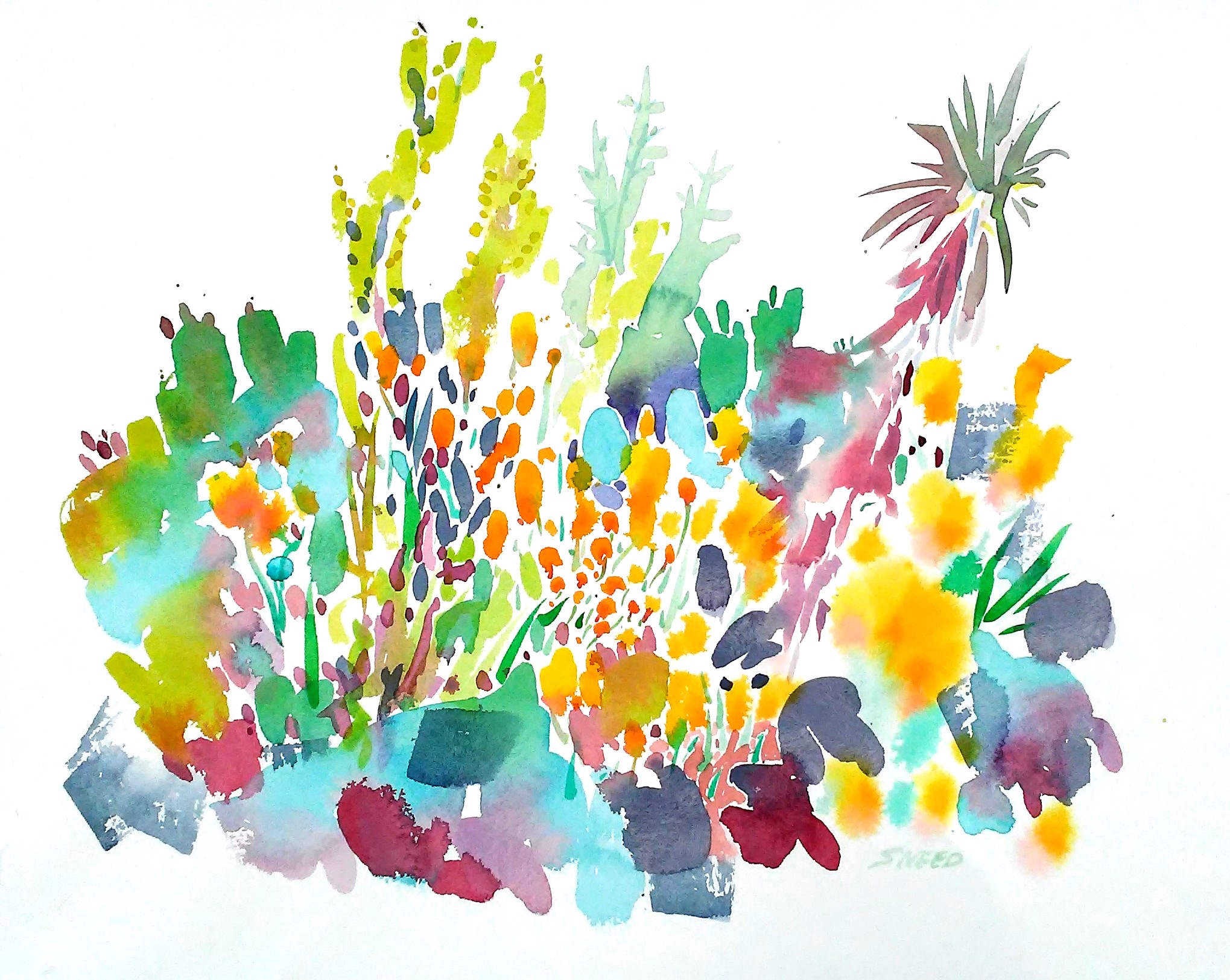 California Desert Poppies, 22 in x 26 in, 20190513